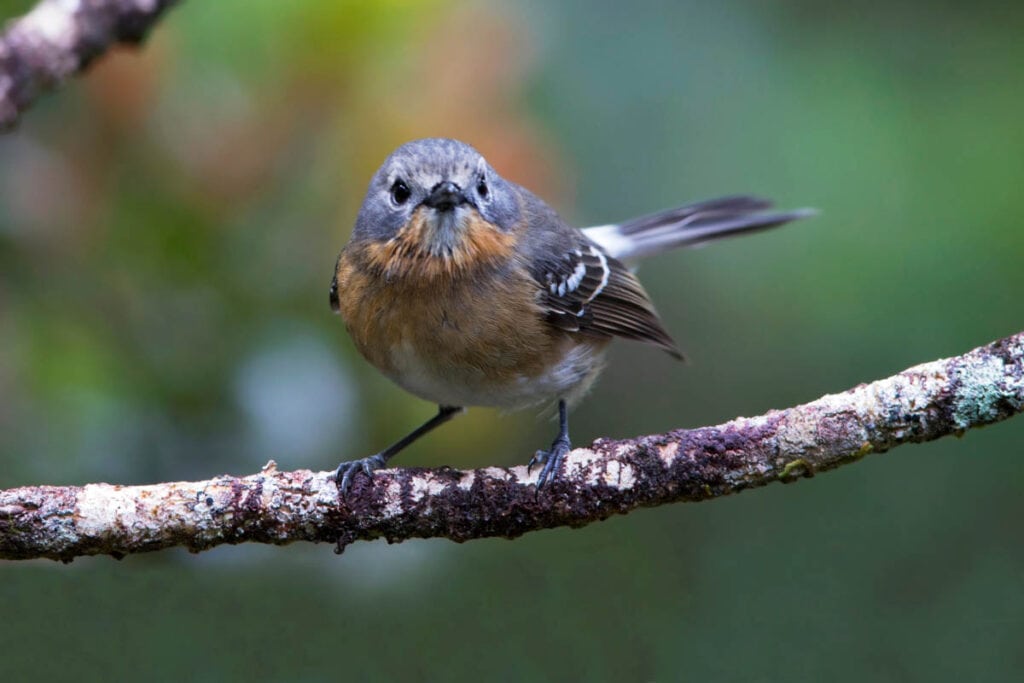 Kauai 'elepaio, flycatcher | Native birds of Kauai