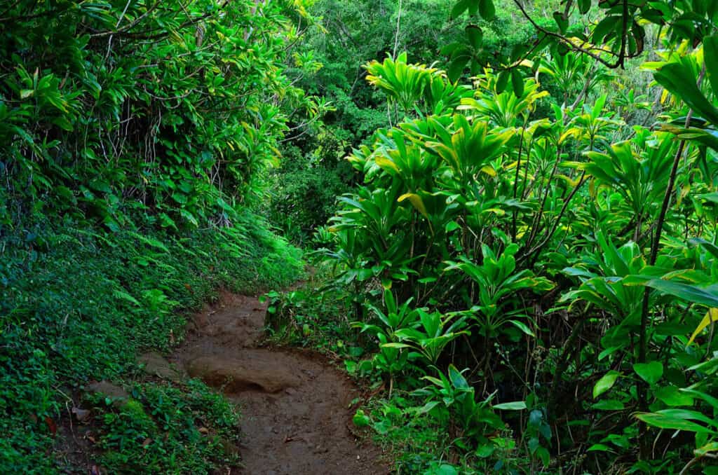 Vegetation along the Kalalau Trail in Kauai