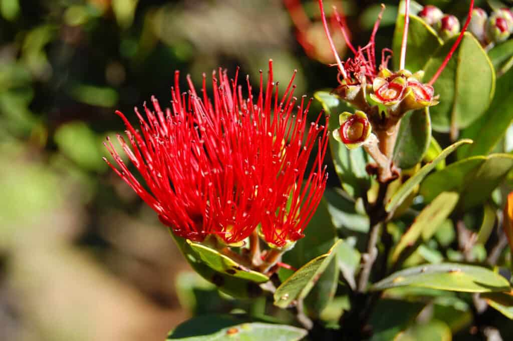 Beautiful flowers from the ohia lehua evergreen, an endemic plant found on the Canyon Trail to Waipo'o Falls