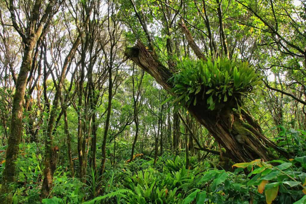 Lush vegetation along the Pihea Trail in Kokee State Park in Kauai, HI
