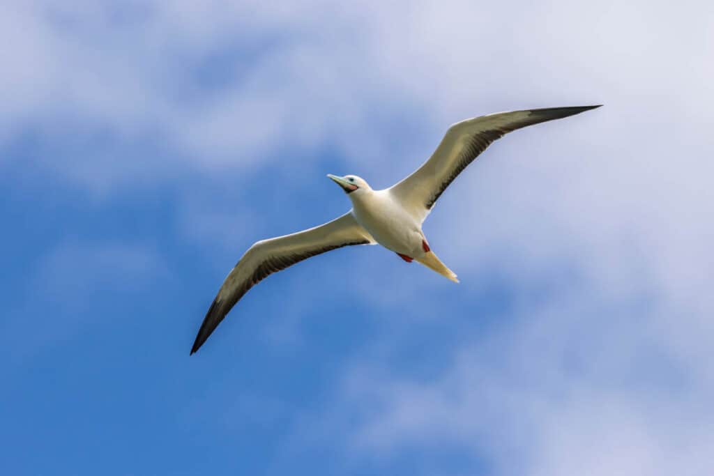 A red-footed booby in flight at the Kilauea Point Wildlife Refuge in Kauai HI