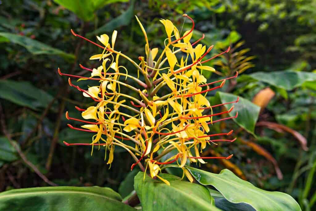 Colorful Kahili ginger flowers in Koke'e State Park