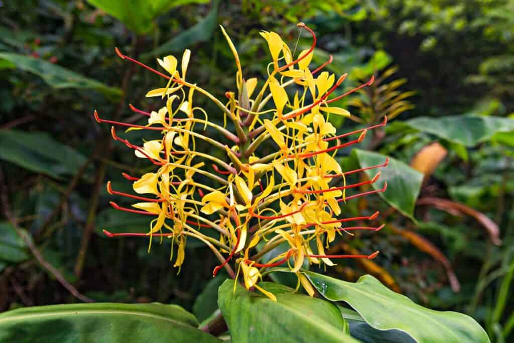 Colorful Kahili ginger flowers on the Awa'awapuhi Trail, Kauai