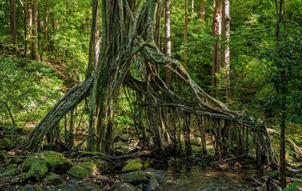 Hanging aerial roots of banyan tree over a stream on the Judd Trail, one of the best easy Oahu hikes through rainforests