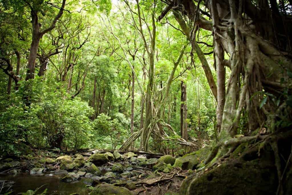 Hike on Judd Trail, one of the best easy Oahu hikes through a tropical rainforest
