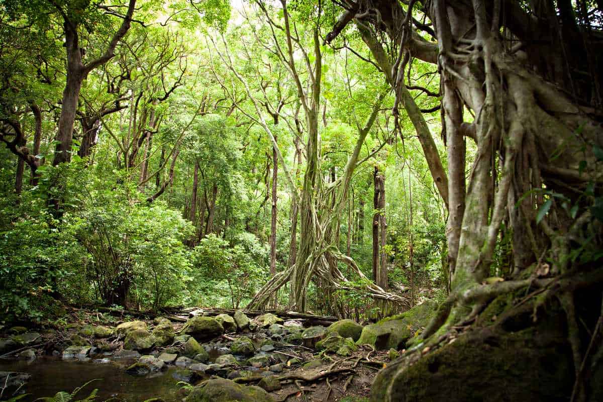 14 Easy Oahu Hikes For Beginners, Seniors & Families With Kids