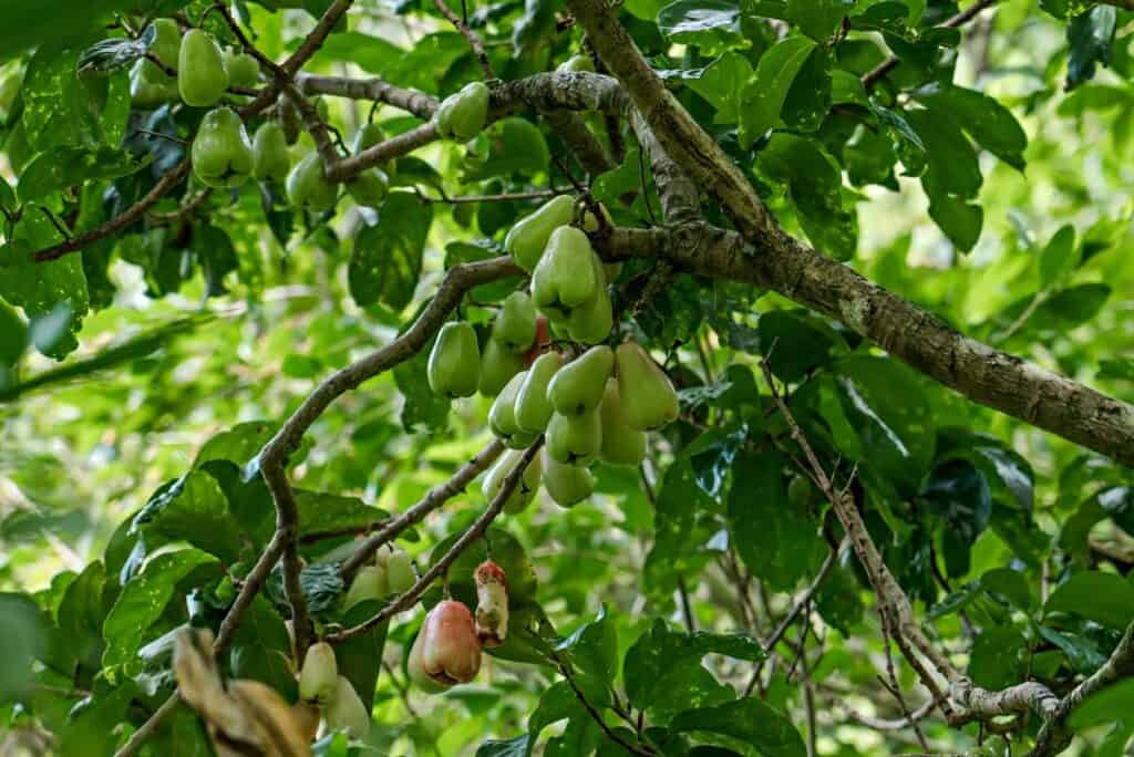 Fruit trees on the Makiki Valley Loop Trail, one of the best easy Oahu hikes near Honolulu