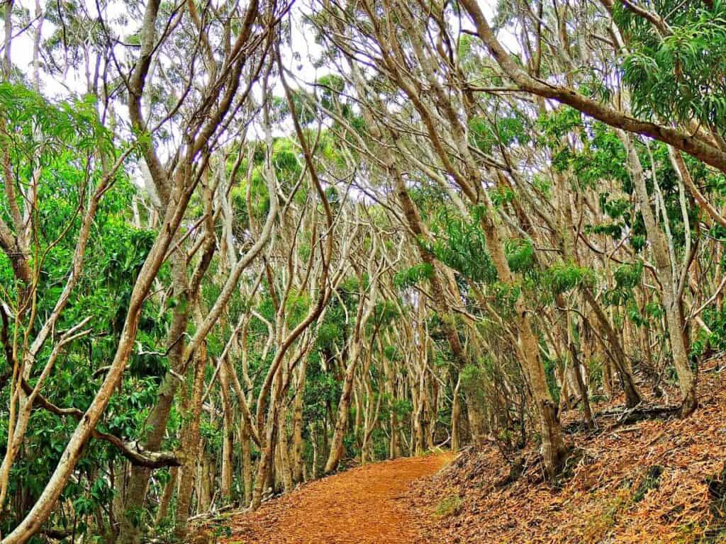 Eucalyptus trees on the Canyon Trail to Waipo'o Falls, a tropical rainforest path