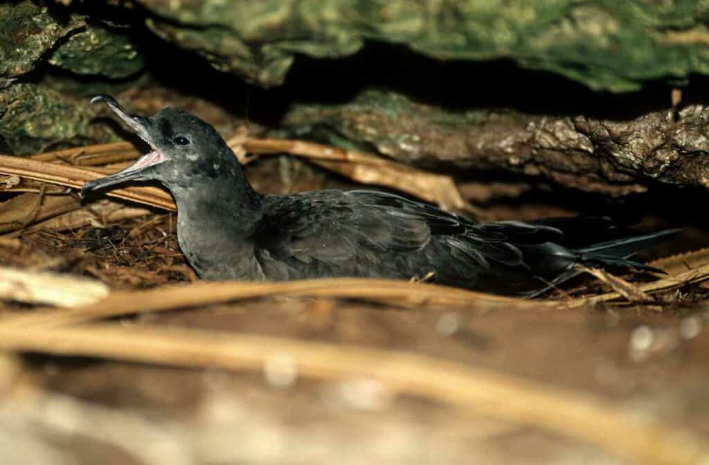 Wedge-tailed shearwater in a burrow nest
