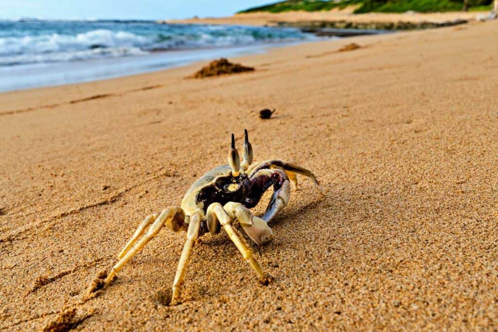 Ghost crab on Mahaulepu Beach, Kauai, on the Mahaulepu Heritage Trail