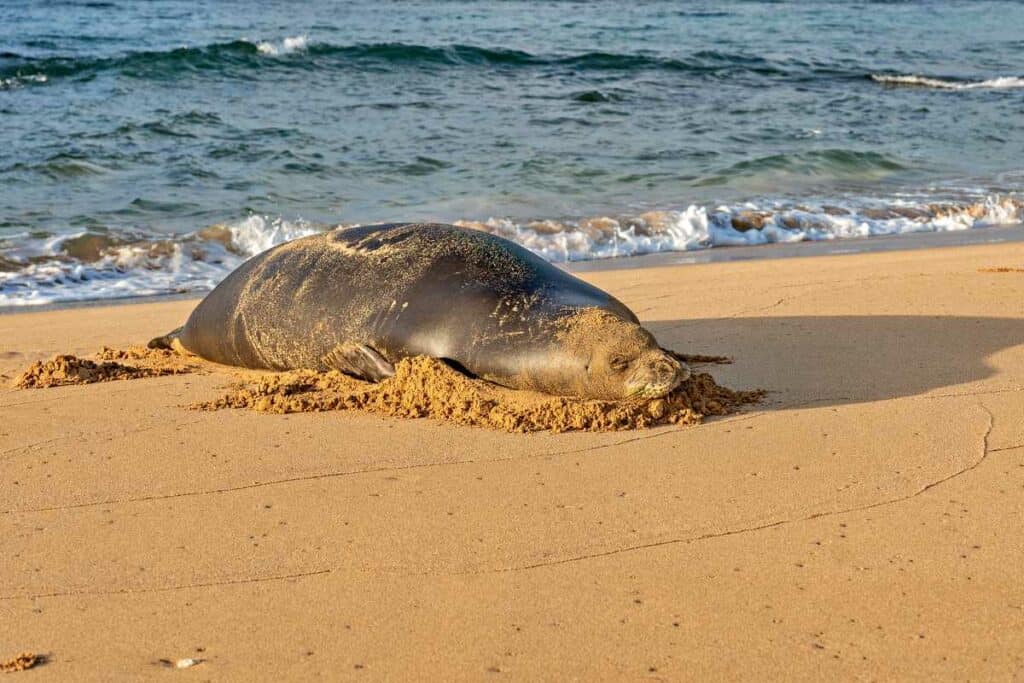 Endangered Hawaiian monk seal on Gillins Beach at the end of the Mahaulepu Heritage Coastal Trail, Kauai