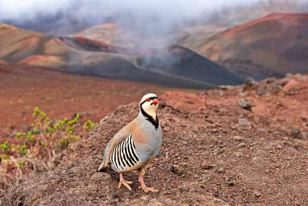 Chukar partridge, an imported game bird, on the Sliding Sands Trail, one of the best Haleakala hikes, Maui