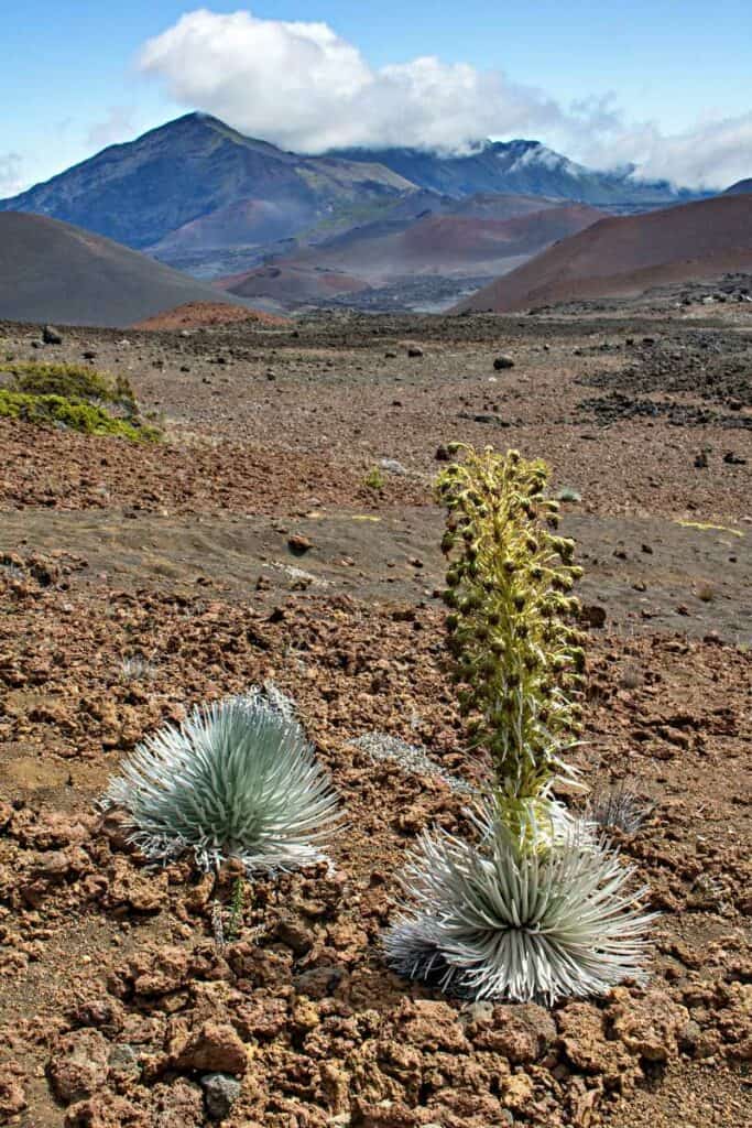 Silversword blooming, a once-in-its-lifetime event