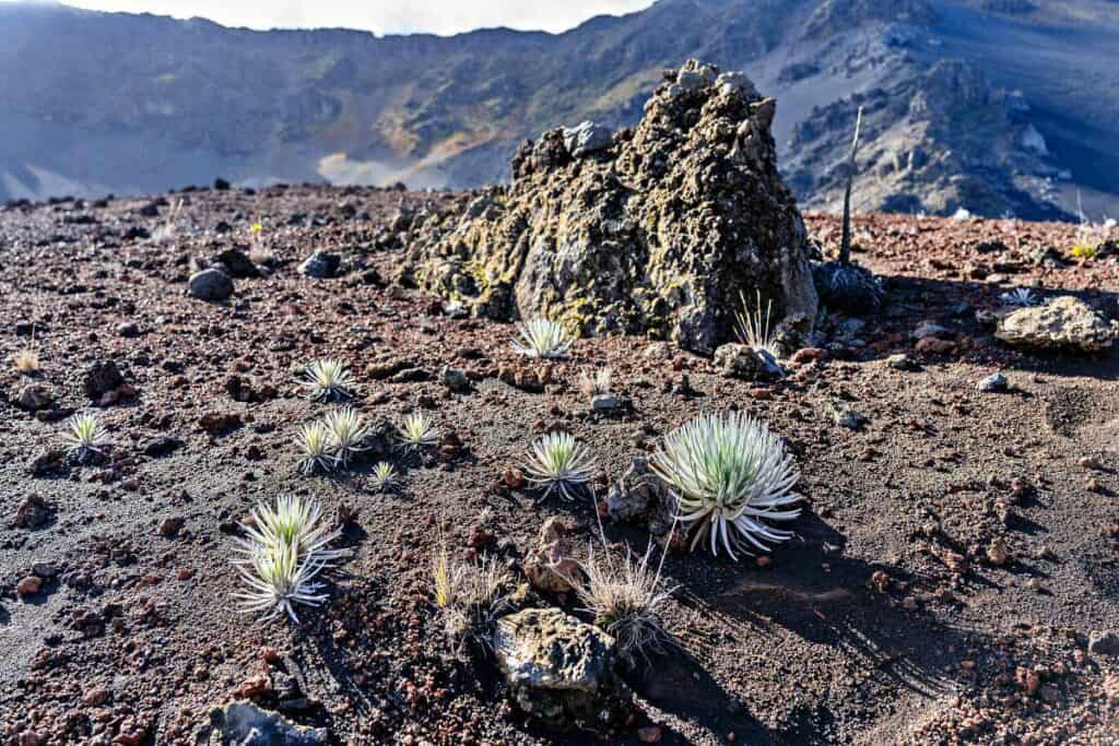 Silversword plant, critically endangered, in the crater at Haleakala National Park, Maui, Hawaii