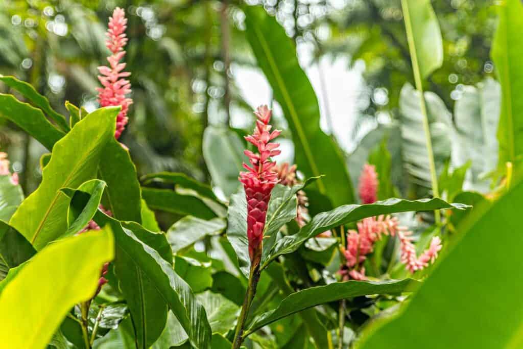 Ginger (awapuhi) blossoms can be seen along the Waihee Ridge Trail, Maui, Hawaii