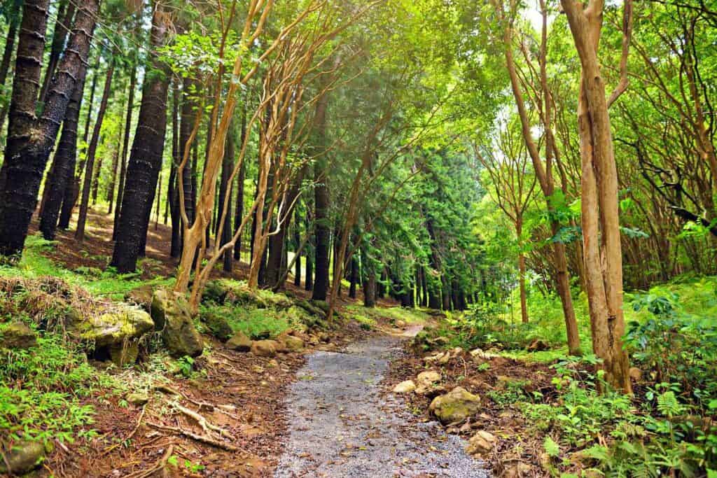 Rainforest part of the Waihee Ridge Trail, Maui, Hawaii, USA