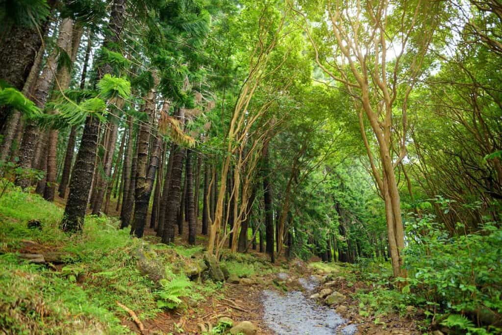 Waihee Ridge Trail passing through an evergreen pine grove, Maui, Hawaii