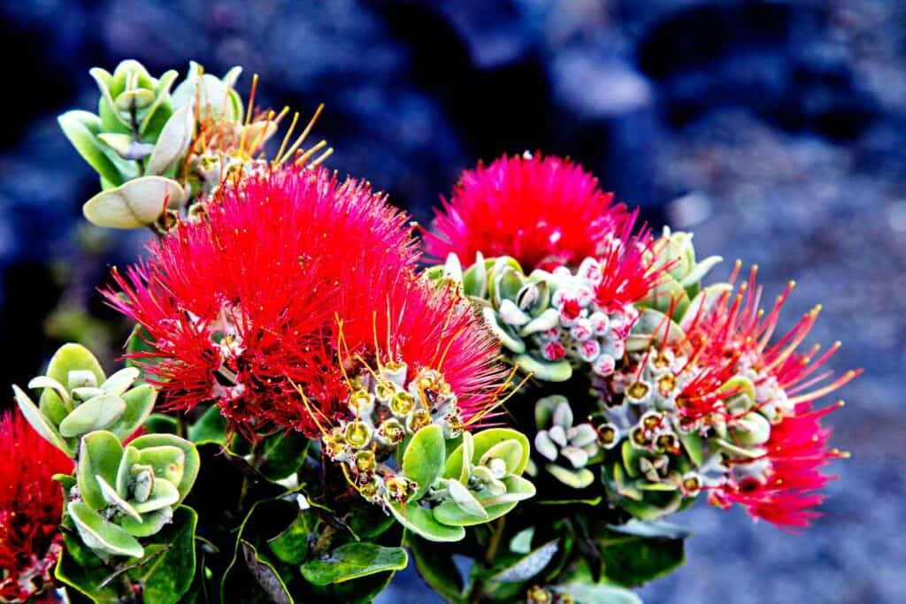 Ohia Lehua, a plant endemic to Hawaii, is impacted by the rapid Ohia death from a fungal disease