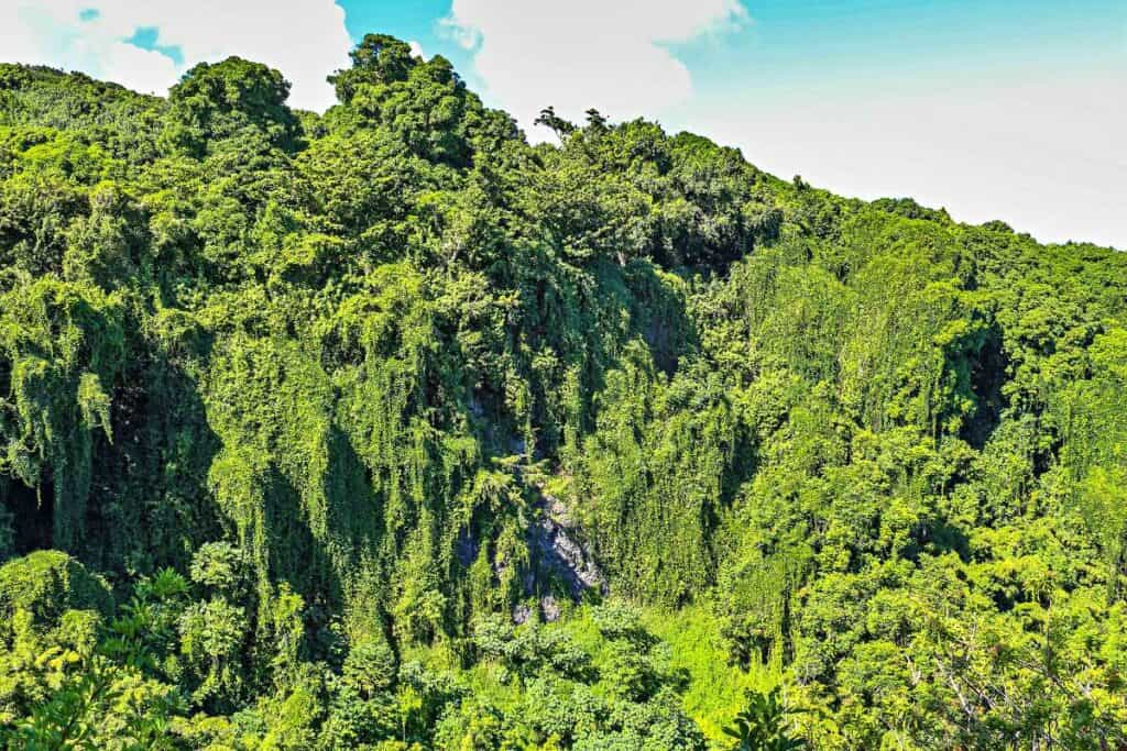Windward side, rain forest landscape from the Waihee Ridge Trail, Maui