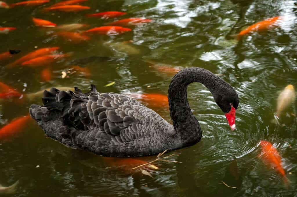 A black swan at the pond at the Byodo-In Temple in Oahu