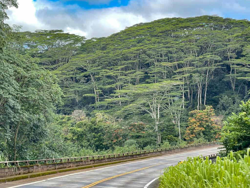 Driving Kauai's scenic north shore in Hawaii