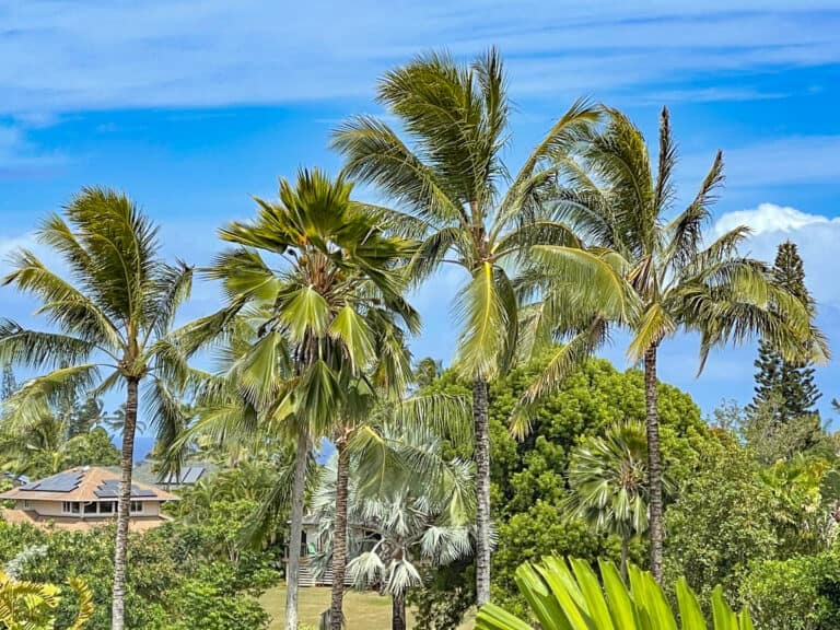 Where to Stay in Kauai: The Best Hotels and Vacation Rentals for 2024!