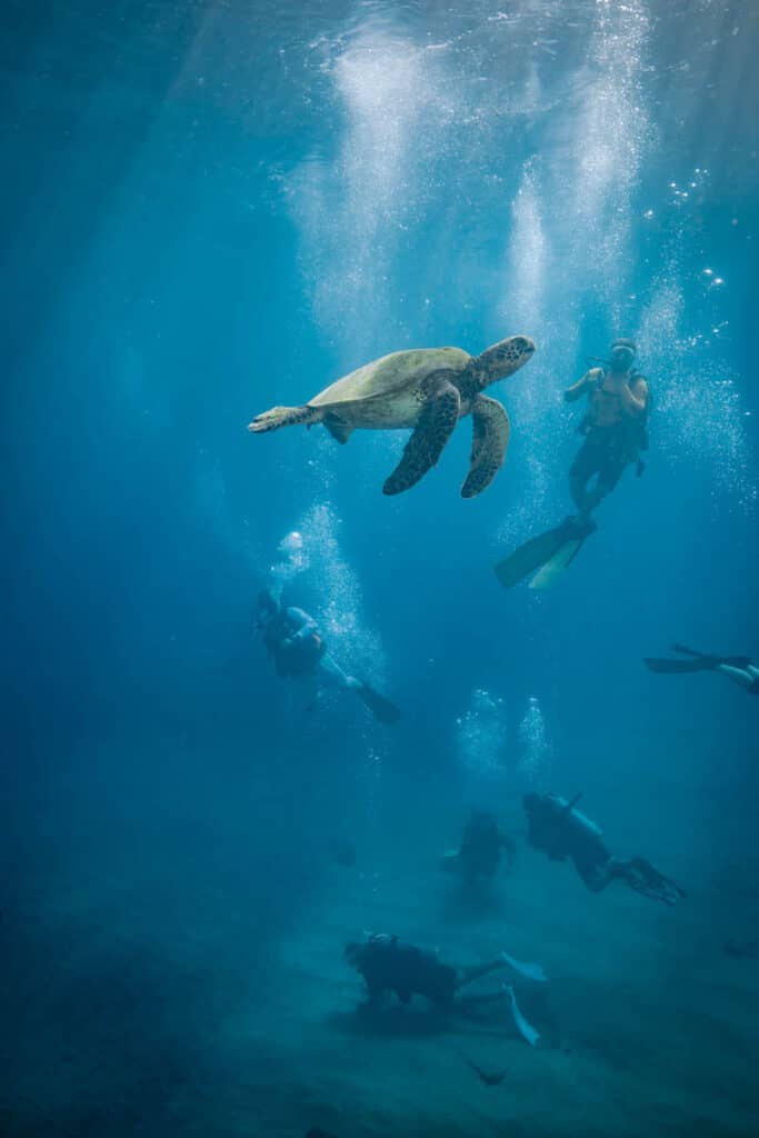 Snorkeling with turtles in Hawaii