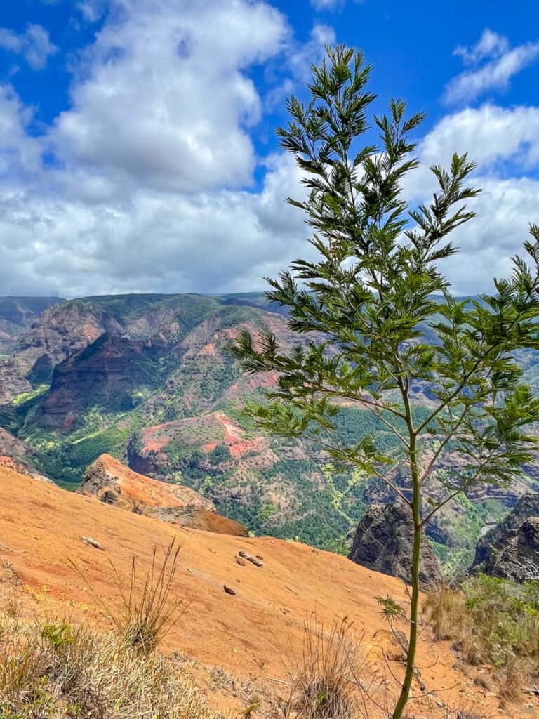 Waimea Canyon Lookout in Kauai, HI