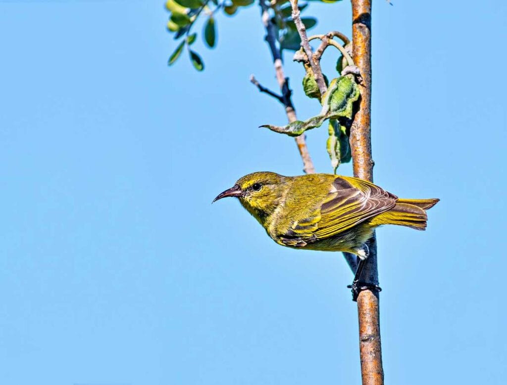 Oahu Amakihi honeycreeper, one of the last honeycreepers on Oahu | Hawaiian Birds Oahu