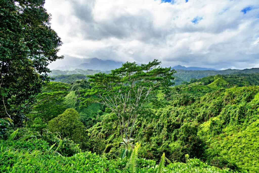 Layers of mountains and valleys covered with dense rainforest jungle from the Kuilau Ridge Trail viewpoint