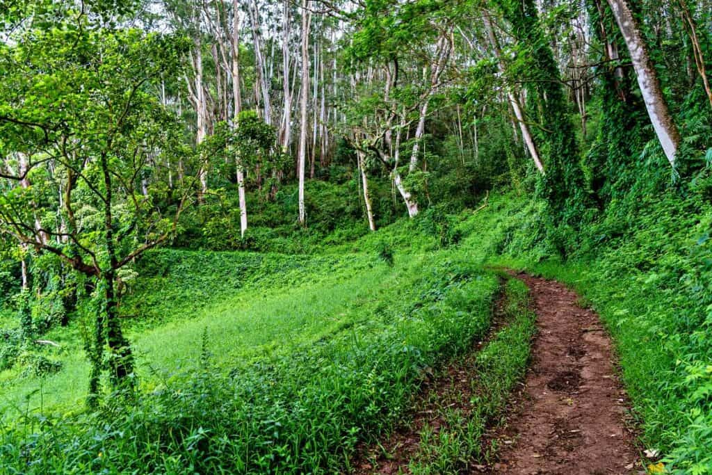 Kuilau Ridge Trail, one of the best easy Kauai hikes, may get muddy and slippery with rain