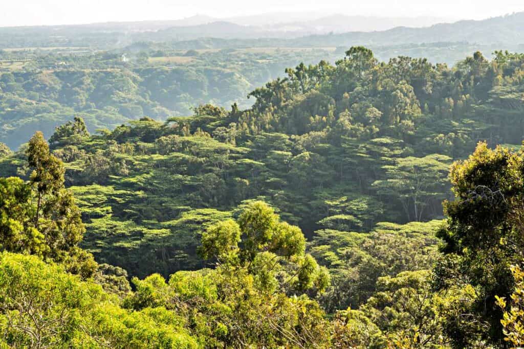 Rainforest jungle along Okolehao Trail, one of the best easy Kauai hikes near Princeville and Hanalei