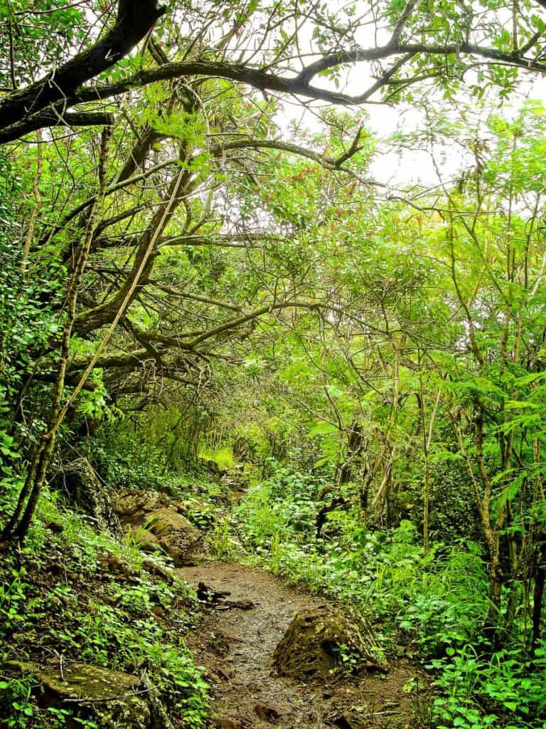 Rainforest section of the Sleeping Giant Trail