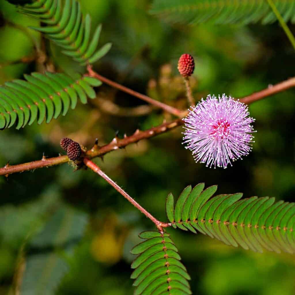 Touch-me-not with pretty pink flower on the Kuilau Ridge Trail hike, one of the best easy Kauai hikes