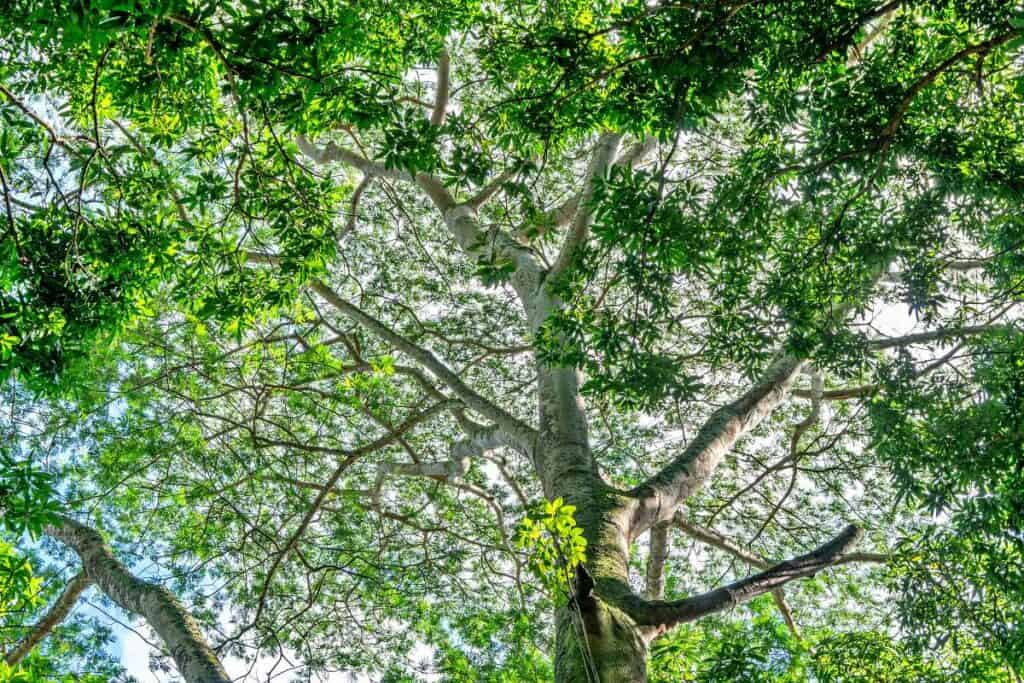 Giant albizia tree, an invasive rainforest jungle tree, providing a huge canopy of shade on the Hoopii Falls Trail, Kauai