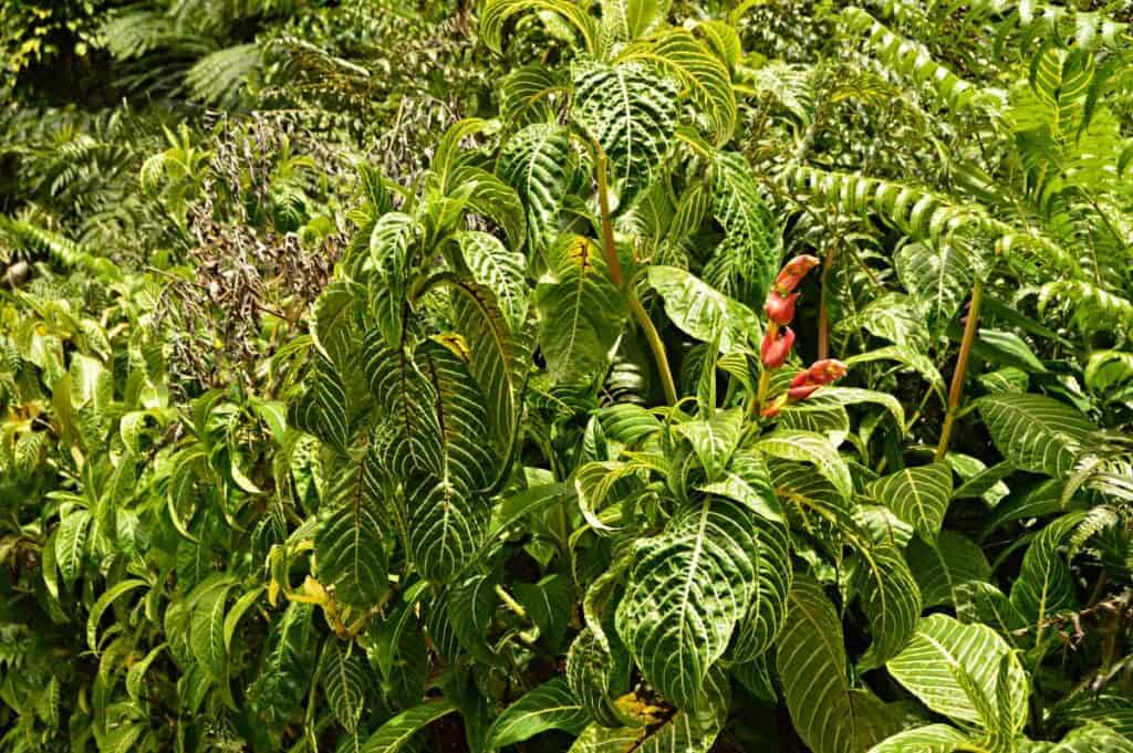 Ti plant leaves dotting the Sleeping Giant Trail, Kauai