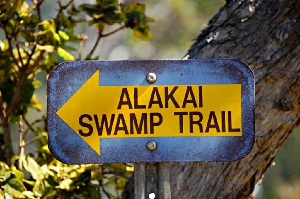 Alakai Swamp Trail, one of the more difficult Kokee State Park hikes