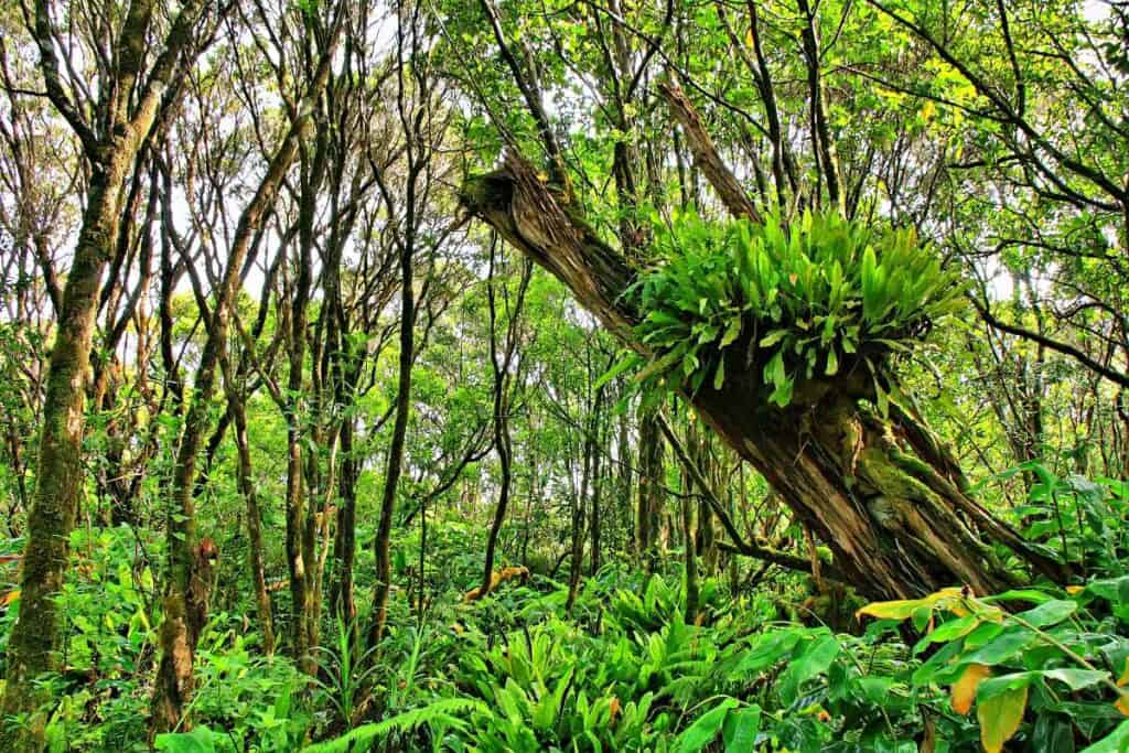 Lush tropical vegetation on Pihea trail, a moderately difficult Kokee State Park hike