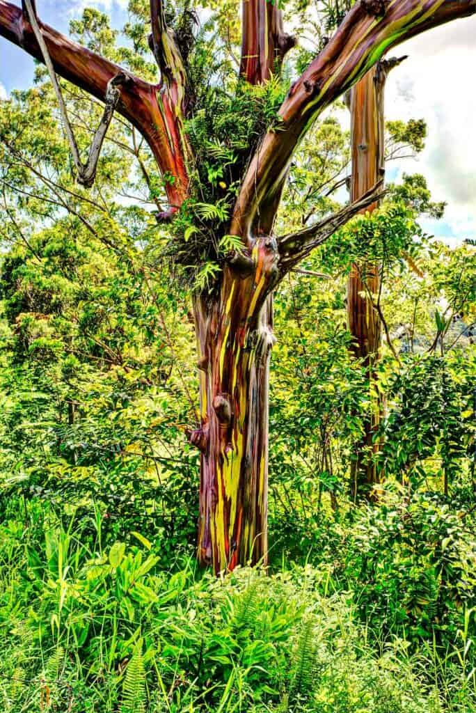 Rainbow Eucalyptus tree in Keahua Arboretum near the Kuilau Ridge Trail trailhead