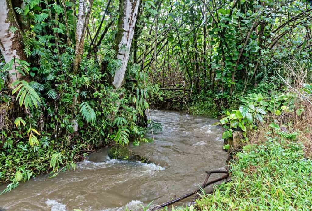Swollen stream after rains near the Kuilau Ridge Trail, one of the best easy Kauai hikes