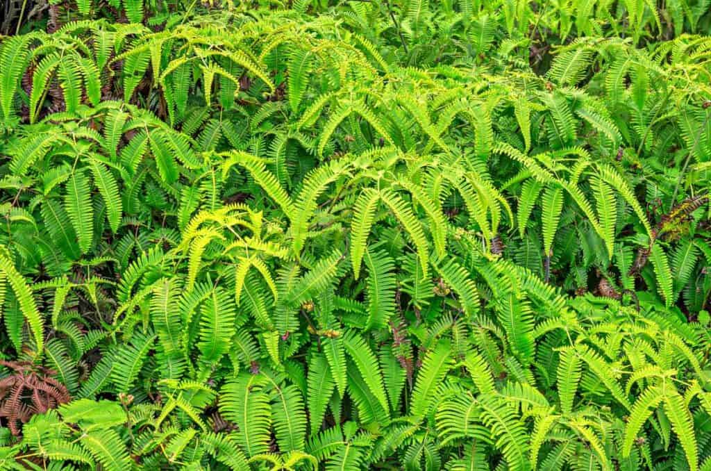 Uluhe ferns with bright-green leaves, native Hawaiian plant, found on the latter section of the Kuilau Ridge Trail