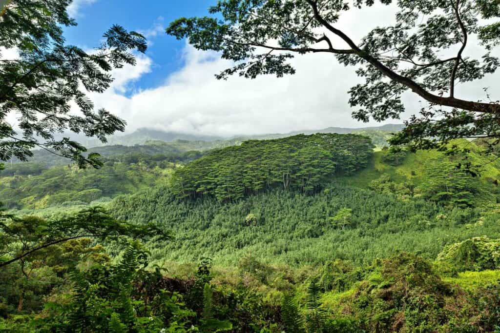 Tropical rainforest jungle from the Kuilau Ridge Trail on Kauai.