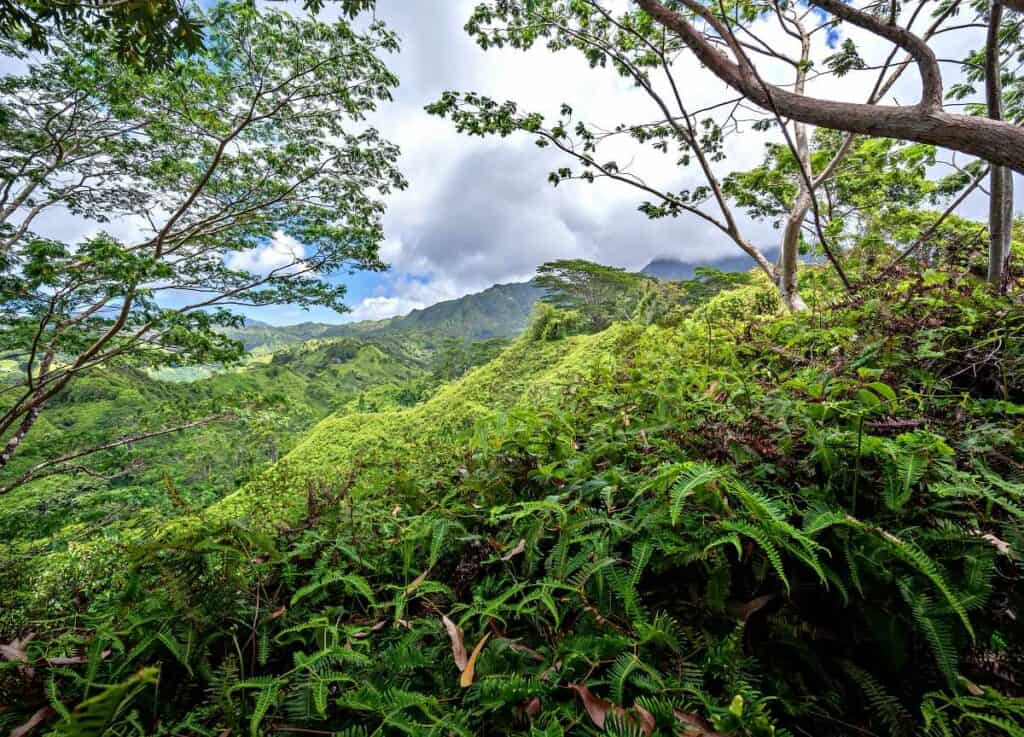 Expansive views on the west side of the Kuilau Ridge Trail hike