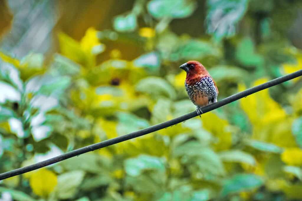 Scaly-breasted munia, ricebird | Common, beautiful birds of Kauai