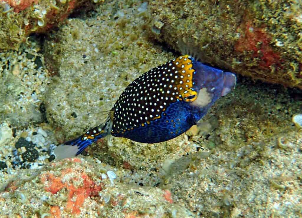 Spotted boxfish on coral reefs
