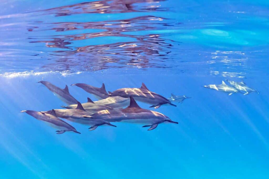 Dolphin pod seen from a snorkeling boat tour