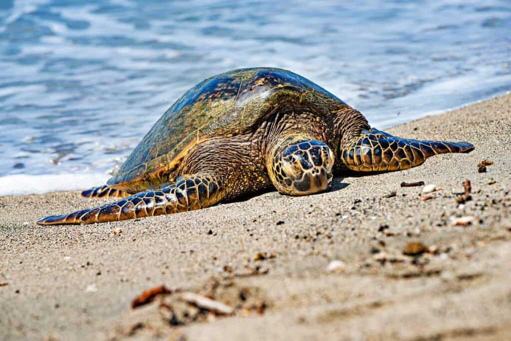 Hawaiian green sea turtle or honu on the beach