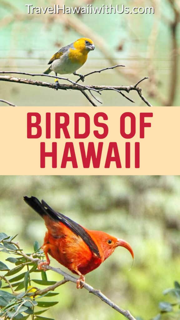 Discover Hawaiian birds to look for when you visit the islands!