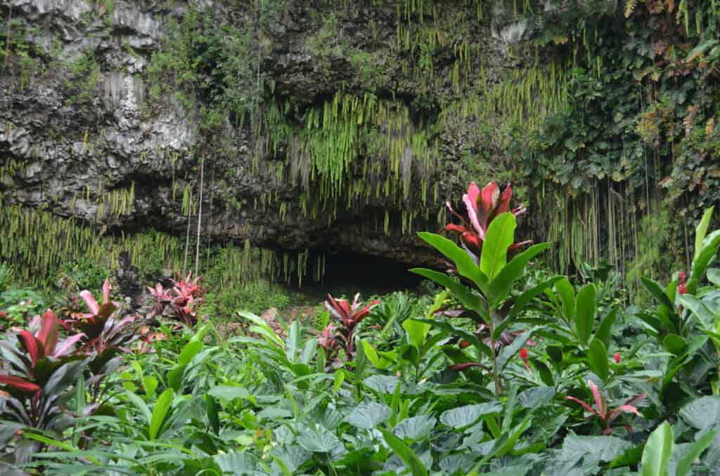 Fern Grotto in Kauai, Hawaii