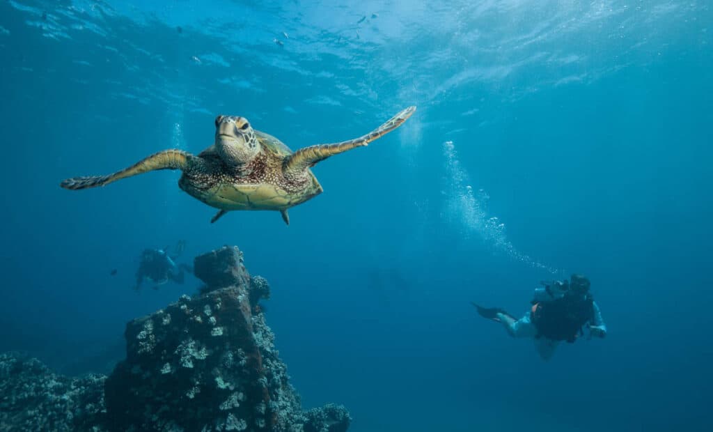 Snorkeling with a Hawaiian green sea turtle